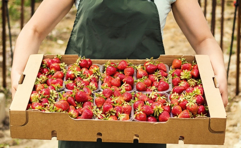 とちあいか　いちご