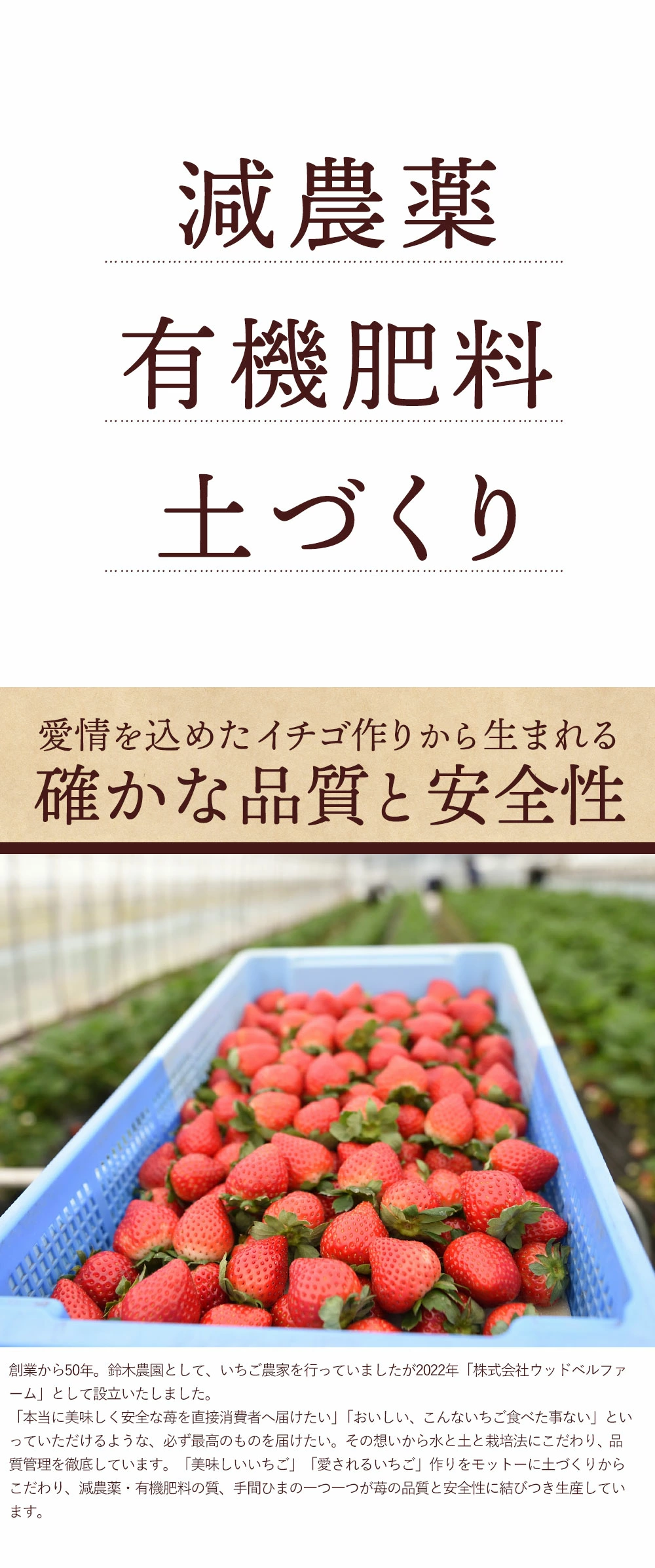 愛情を込めたイチゴ作り