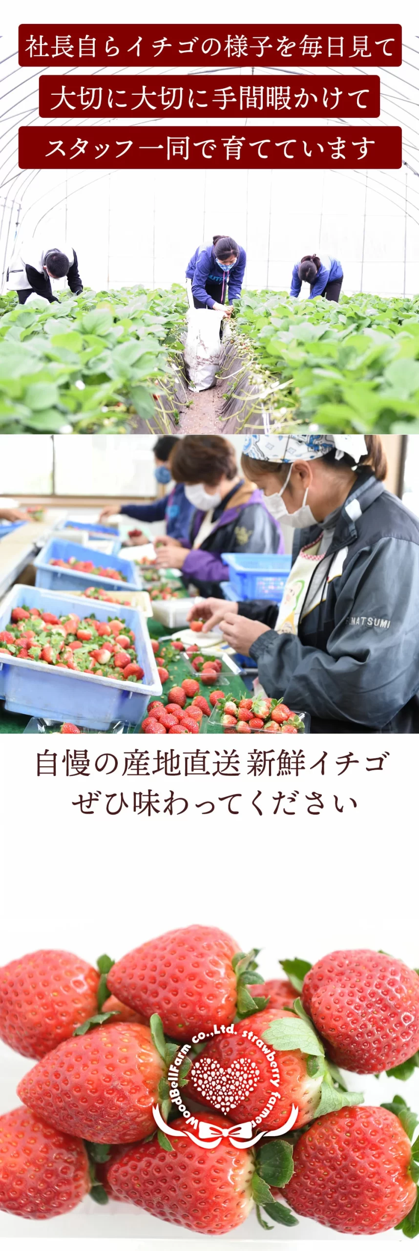 とちあいか産地直送新鮮イチゴ